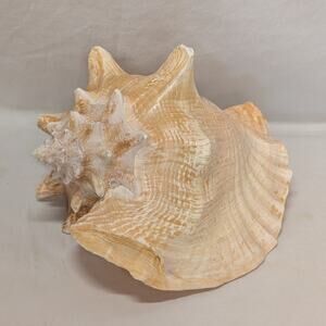 9.5" Natural Authentic Conch Shell